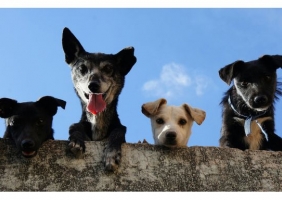 AlgarveShopping celebra o Dia Mundial do Animal com campanhas de adoção 