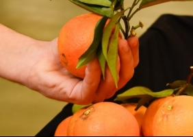 Mau Tempo: Associação citrícola algarvia estima perda na produção entre 25 e 40%