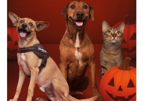 Assustador é o abandono animal: AlgarveShopping celebra o Halloween com campanha de adoção especial 