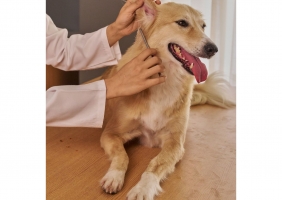 SÃO BRÁS DE ALPORTEL ENTRE OS 10 MUNICÍPIOS DO PAÍS QUE MAIS INVESTEM EM APOIO VETERINÁRIO SOCIAL