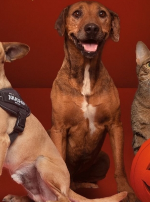 Assustador é o abandono animal: AlgarveShopping celebra o Halloween com campanha de adoção especial