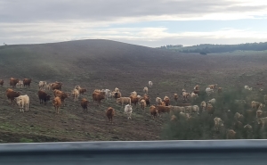 Ministro da Agricultura chamado à AR sobre língua azul e quotas de pesca