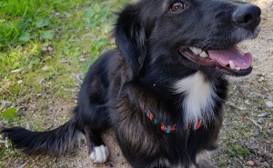 Coleira, pipeta ou comprimido? Veterinário da Clinicanimal explica como escolher o antiparasitário adequado