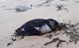 Papagaios-do-mar a dar à costa em grandes números: SPEA apela ao registo de ocorrências