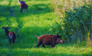 SALIR RECEBE SESSÃO DE ESCLARECIMENTO SOBRE MANIPULAÇÃO E COMERCIALIZAÇÃO DE CARNE DE CAÇA