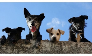 AlgarveShopping celebra o Dia Mundial do Animal com campanhas de adoção 