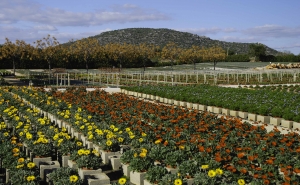 Empresas de plantas do Algarve estão já em «situação crítica»