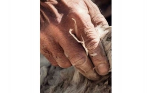 Debate sobre «A Lã enquanto matéria-prima local e global»