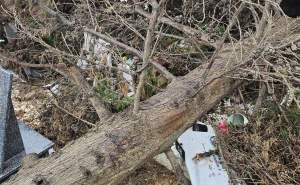 MUNICÍPIO DE FARO PRIORIZA SEGURANÇA,  RESPONSABILIDADE E COMPROMISSO AMBIENTAL  NA GESTÃO DO ARVOREDO URBANO 