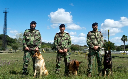 26 de Agosto - Dia do cão: Núcleo de Cinotecnia da Marinha já realizou 130 ações este ano