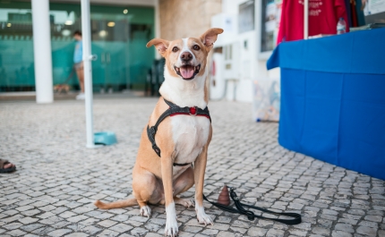 Dia Internacional do Animal assinalado em Quarteira