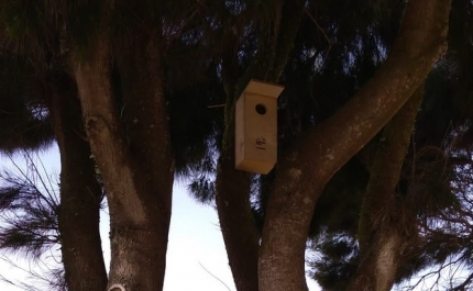 Vila do Bispo tem alojamento local para aves