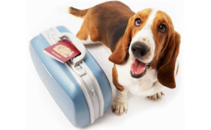 Passaporte obrigatório para cães, gatos e furões