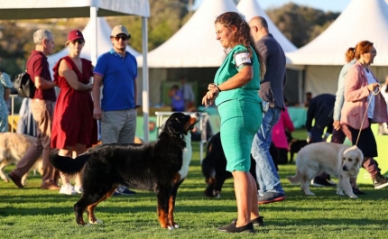 Lagos recebe mais de 700 cães nas Exposições Caninas do Algarve