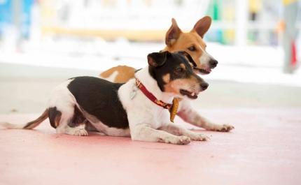 Curso de Busca e Salvamento com cães chega ao Algarve