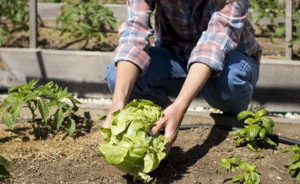 Calendário de plantações: o guia completo para a horta dar frutos