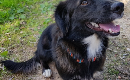 Coleira, pipeta ou comprimido? Veterinário da Clinicanimal explica como escolher o antiparasitário adequado