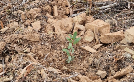 CONCLUÍDOS TRABALHOS DE REFLORESTAÇÃO QUE REFORÇAM RESILIÊNCIA DO TERRITÓRIO NO AMEIXIAL