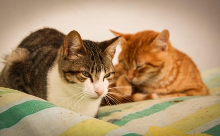 Nova estratégia reforça intervenção municipal no bem-estar animal em Vila Real de Santo António e Castro Marim