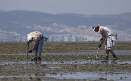 Proibida apanha de bivalves em diversas zonas da costa portuguesa