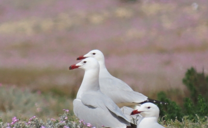 Projeto LIFE Ilhas Barreira recupera habitats e populações de aves na Ria Formosa