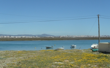 Produção de ostra ganha terreno na Ria Formosa em detrimento da amêijoa