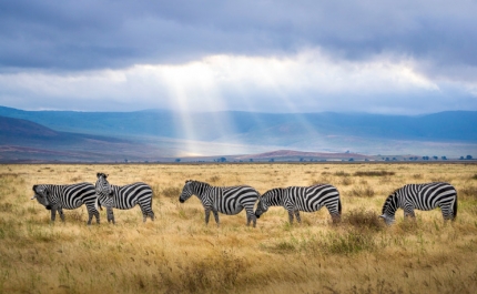 Fazer um safari no Alentejo? Sim, em Almodôvar