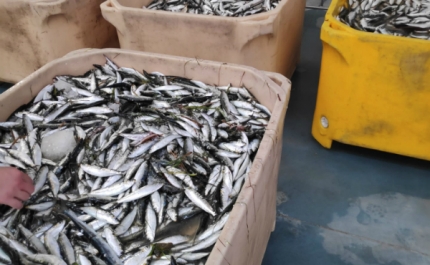 Polícia Marítima apreende 1.500 quilogramas de sardinha em dia feriado no Algarve