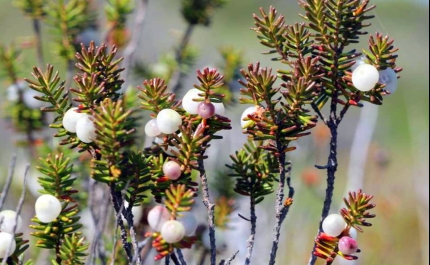 CÂMARA DE ALJEZUR CRIA ESTAÇÃO DE BIODIVERSIDADE