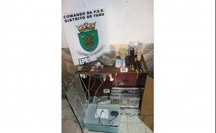 Produtor de Cogumelos Alucinogénios detido pela PSP com mais de 2000 doses de droga