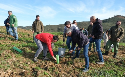 PERTO DE 40 MIL ÁRVORES PLANTADAS NO CONCELHO DE LOULÉ EM 2023