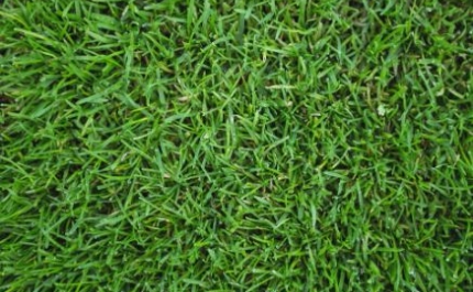 Como ter um jardim verde sem relva e gastar menos água