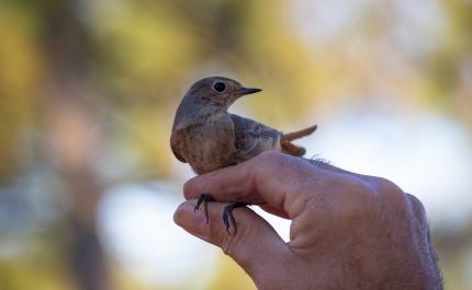 Festival de Observação de Aves & Atividades de Natureza celebra a migração em Sagres há 12 anos