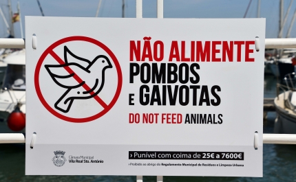 VRSA sensibiliza população para não alimentar pombos e gaivotas em meio urbano