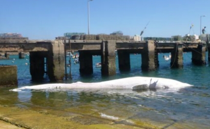 Estação Salva-vidas de Sagres colabora na recolha de baleia morta