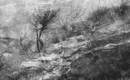 ALTERAÇÃO DE DATA DE INAUGURAÇÃO da Exposição «A Memória dos Pássaros Que Não Voam»