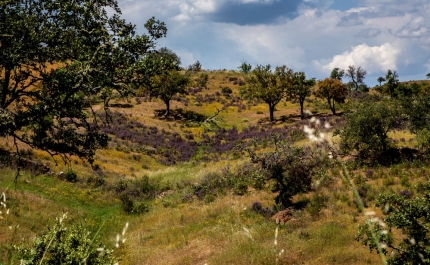 «Campanha Floresta Segura 2021»