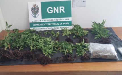 GNR de Aljezur apreende plantas de cannabis