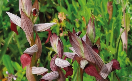 EXPOSIÇÃO «ORQUÍDEAS» DÁ A CONHECER BIODIVERSIDADE EM QUERENÇA