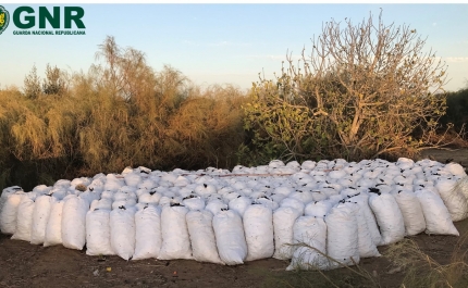 Apreendidos cerca de 8.000 quilos de alfarroba em Manta Rota