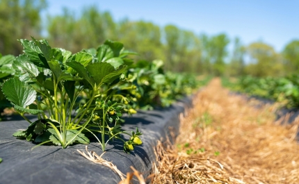 Projeto «MEDadap Tavira: Agroecologia em contexto Mediterrânico» fomenta atividades nos meses de Outono