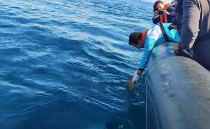 Marinha e Zoomarine devolvem ao oceano duas tartarugas recuperadas