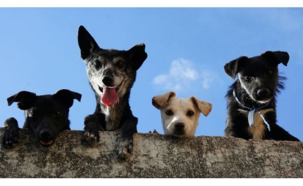 AlgarveShopping celebra o Dia Mundial do Animal com campanhas de adoção 