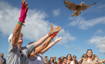 Programa do Festival de Observação de Aves disponível online a partir de hoje