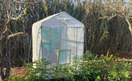 Detido por cultivo de canábis em Vila do Bispo