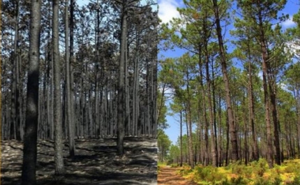 CÂMARA MUNICIPAL DE ALJEZUR FIRMA MAIS UMA PARCERIA COM A UNIVERSIDADE DO ALGARVE E DISCUTE A FLORESTA