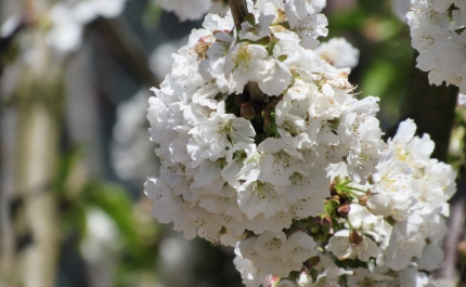 NA ROTA DAS AMENDOEIRAS EM FLOR II 