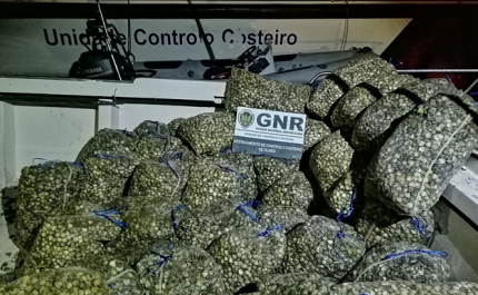 Apreensão de 1500 quilos de berbigão por captura ilegal