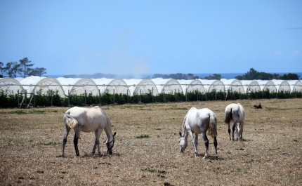 Barragem que abastece a rega do sudoeste alentejano está a meio