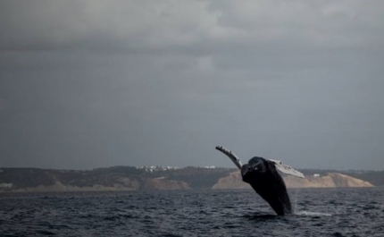 Baleia de Bossa avistada ao largo de Sagres